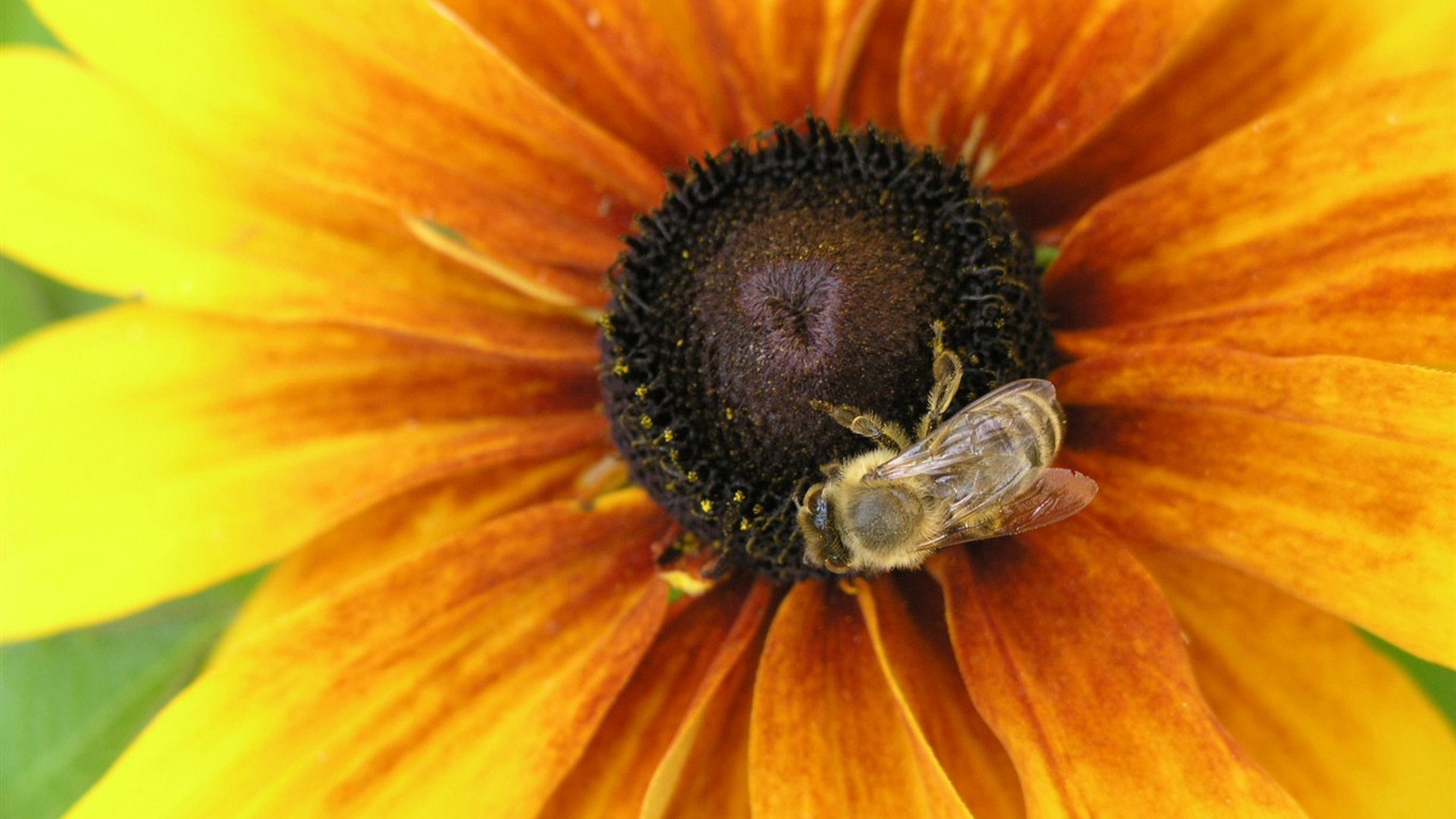 Láska Bee květin tapety (1) #7 - 1366x768