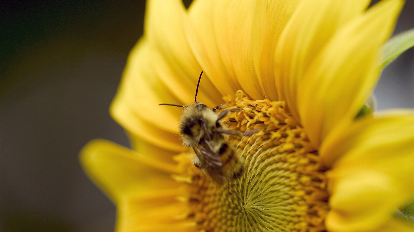 Láska Bee květin tapety (1) #8 - 1366x768