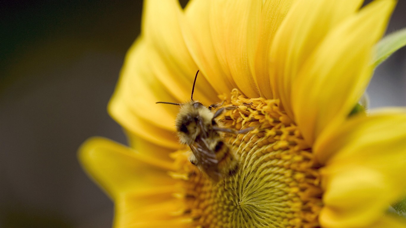 Amor Abeja Flor fondo de pantalla (1) #8 - 1366x768