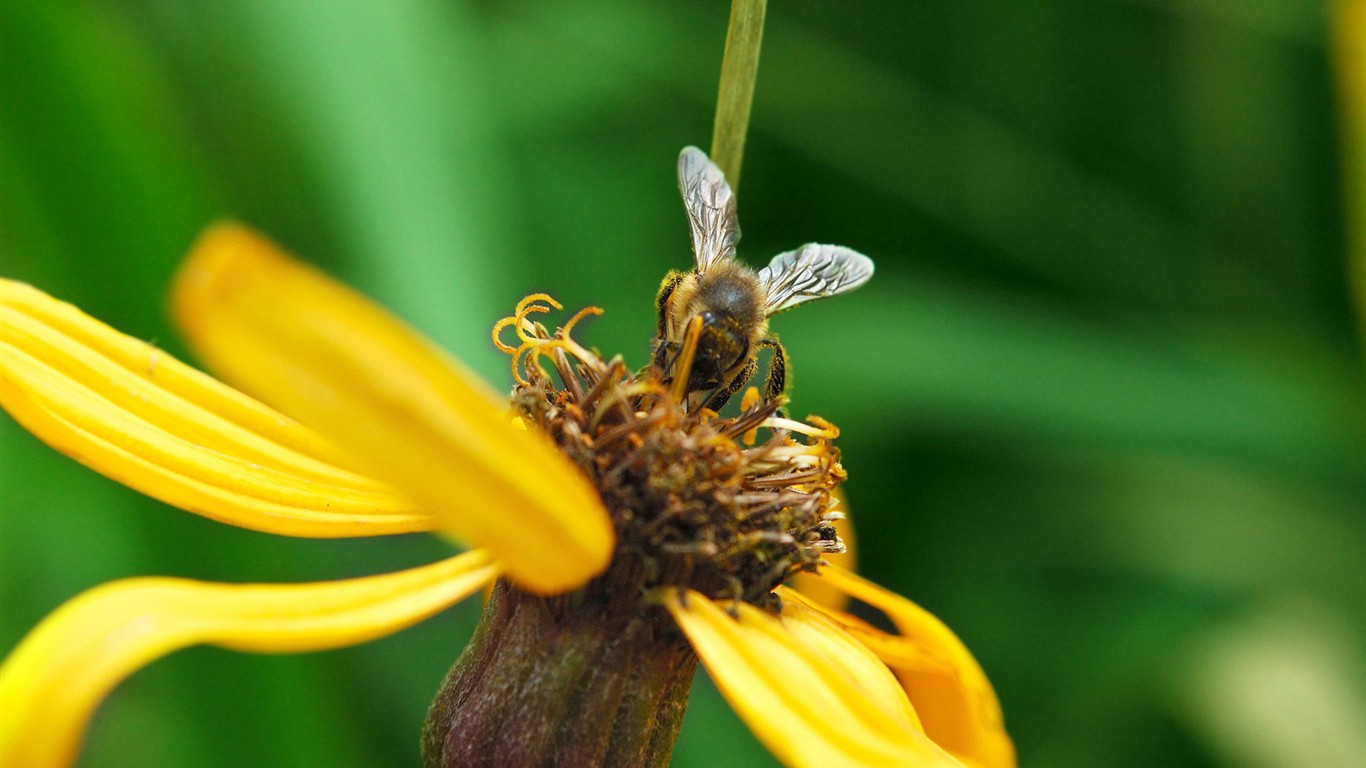 Láska Bee květin tapety (1) #11 - 1366x768