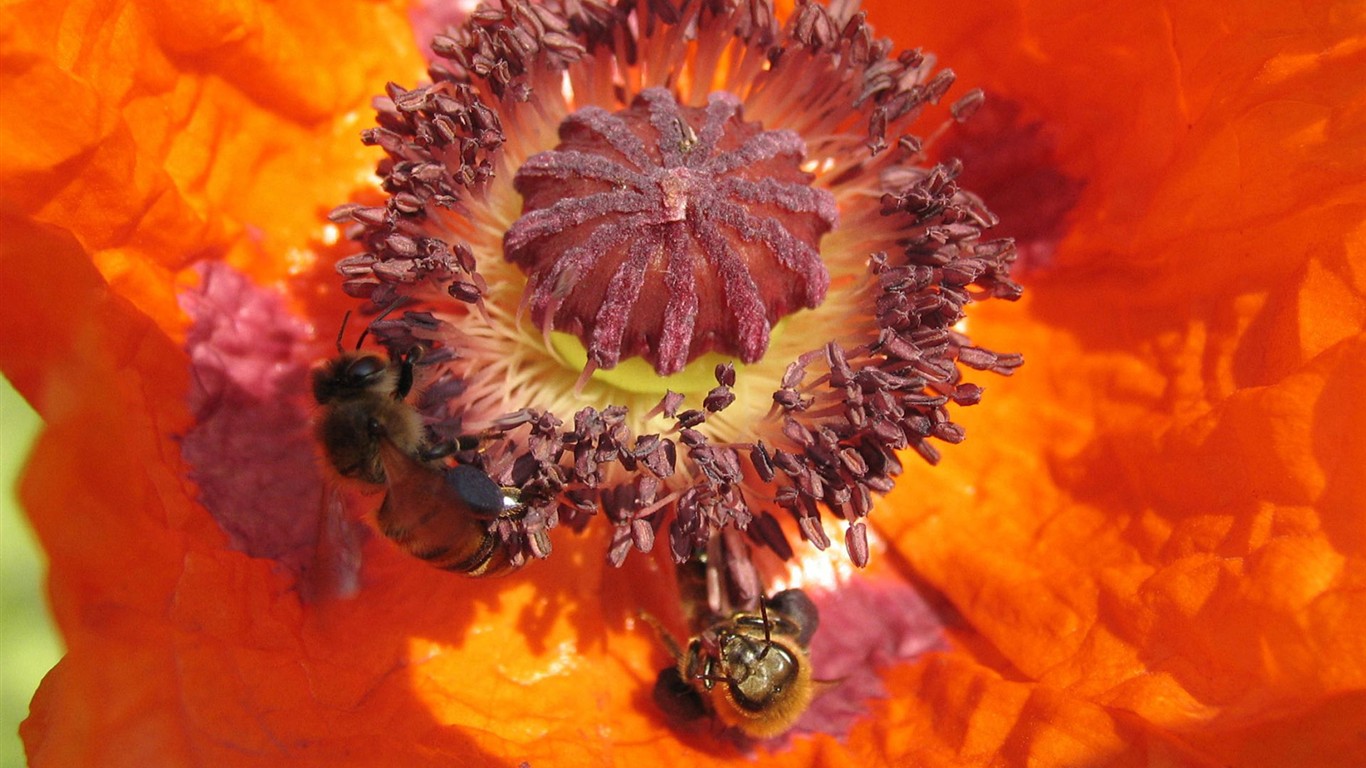 Láska Bee květin tapety (1) #15 - 1366x768