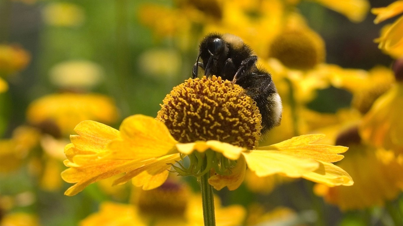 Láska Bee květin tapety (1) #16 - 1366x768