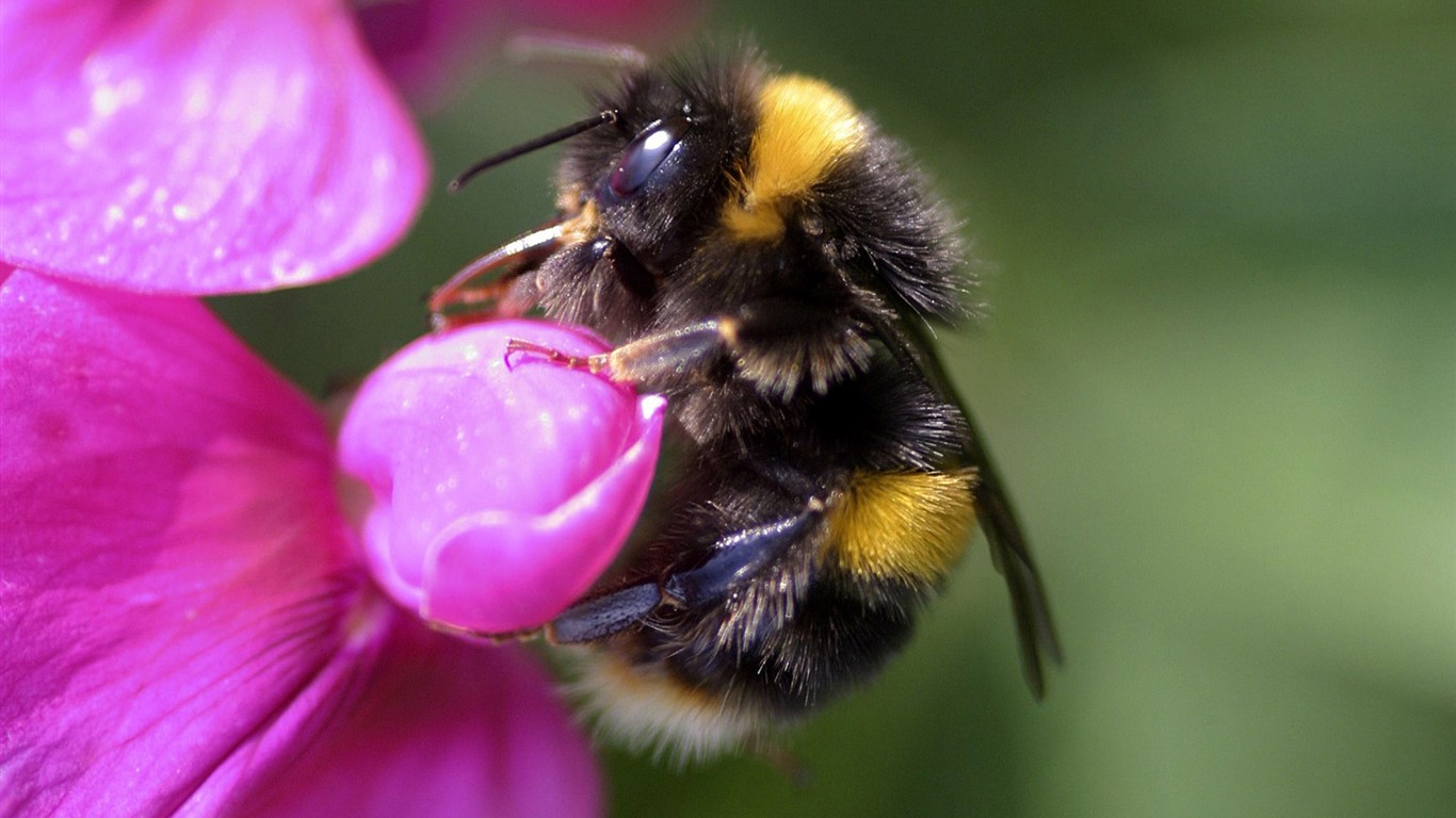 Láska Bee Květina tapetu (2) #3 - 1366x768