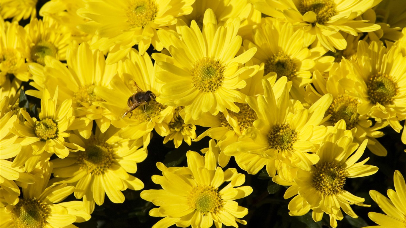 Láska Bee Květina tapetu (2) #4 - 1366x768