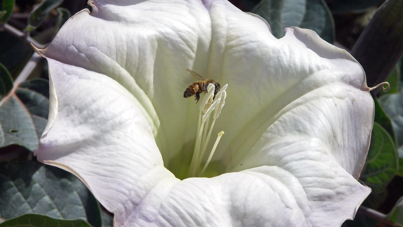 Amor Abeja Flor fondo de pantalla (2) #10 - 1366x768