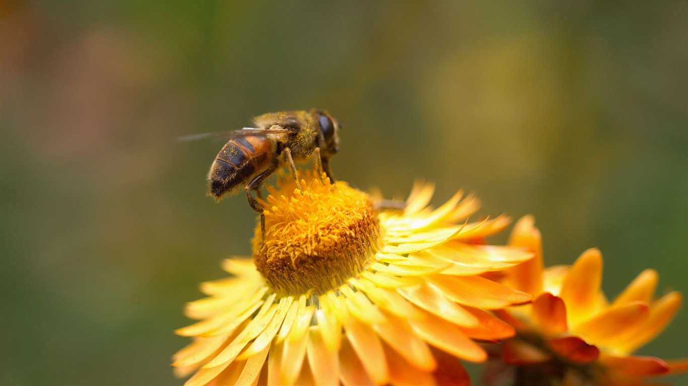 Láska Bee Květina tapetu (2) #13 - 1366x768