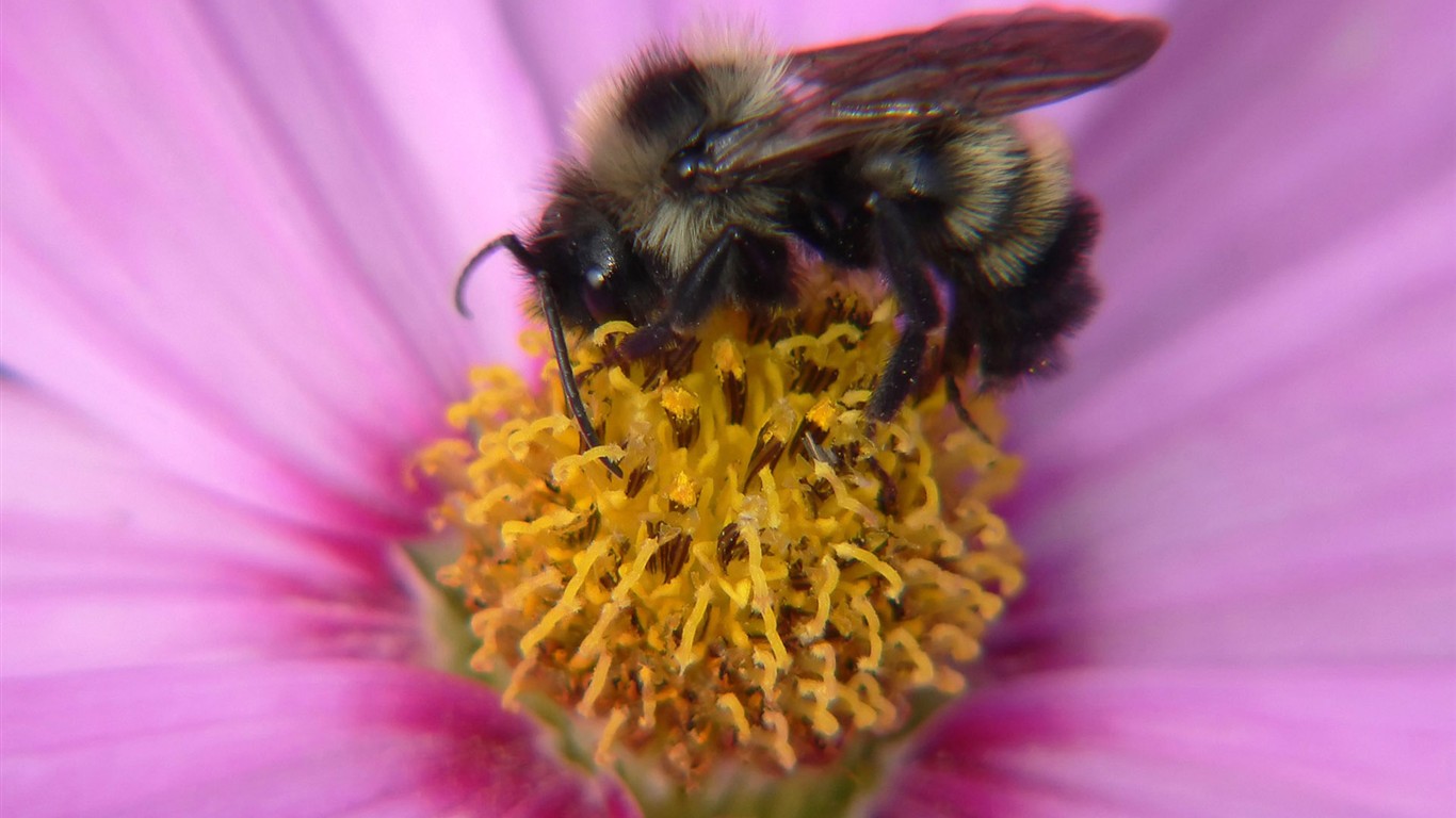 Láska Bee Květina tapetu (2) #20 - 1366x768
