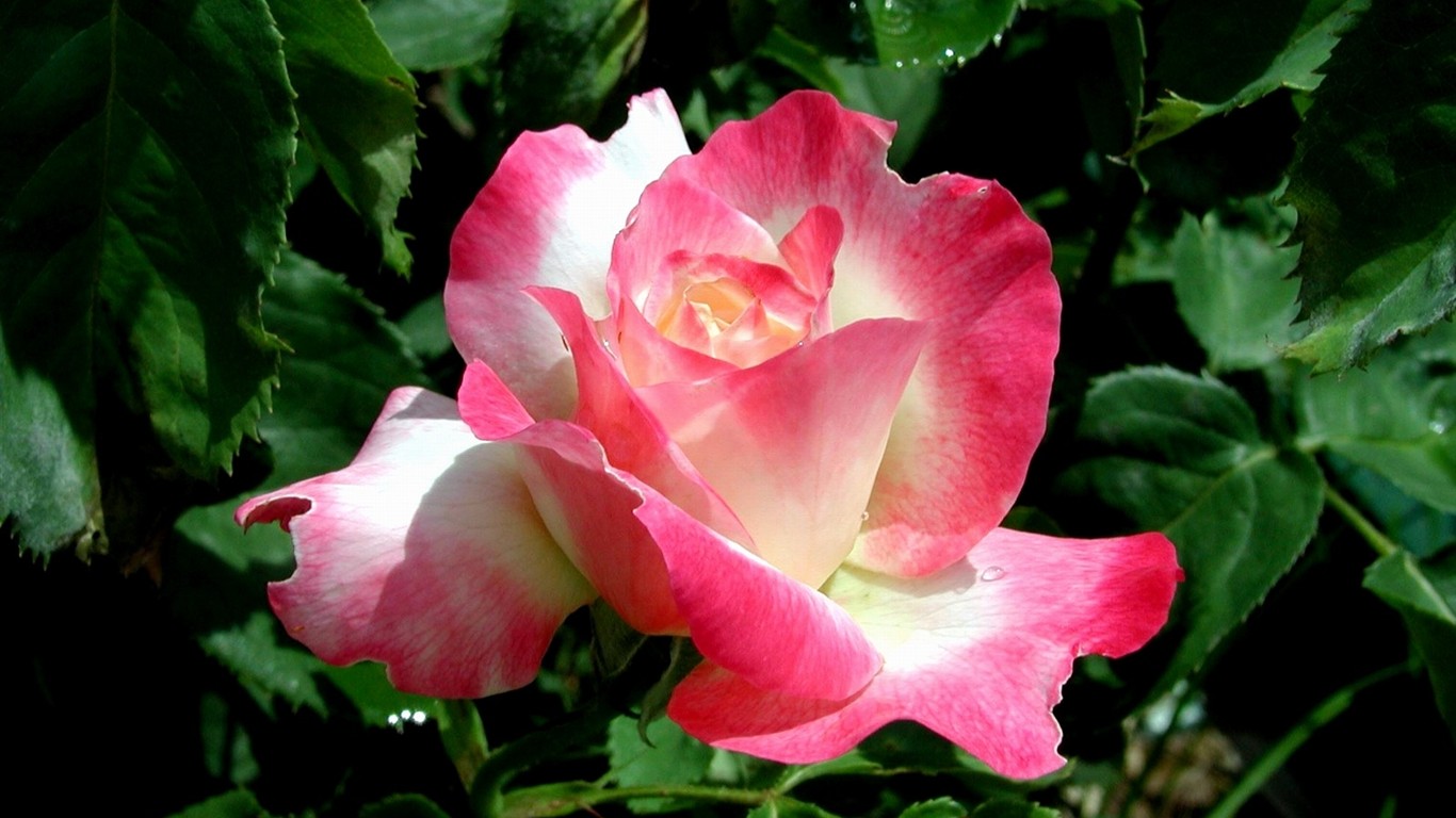 Rose photo super wallpaper #15 - 1366x768