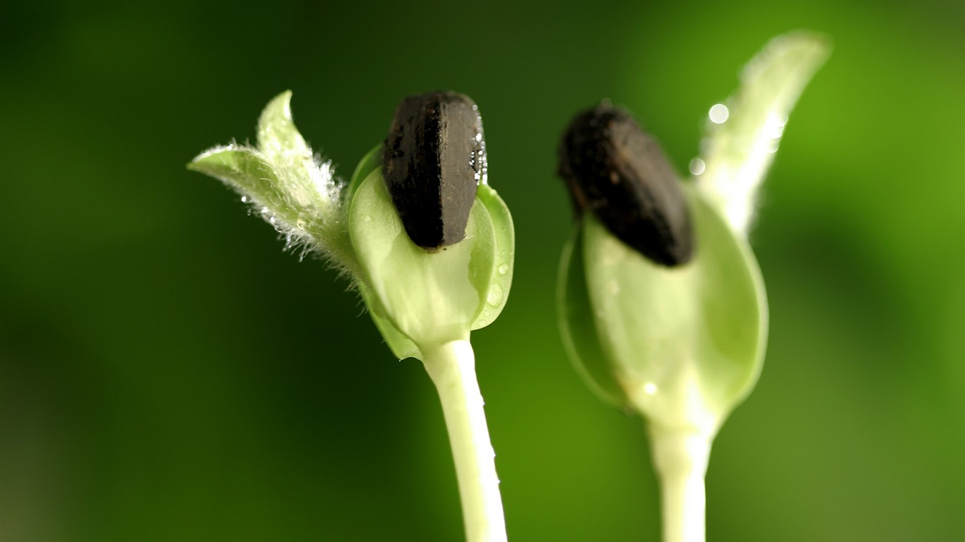 新芽嫩葉高清植物壁紙 #12 - 1366x768