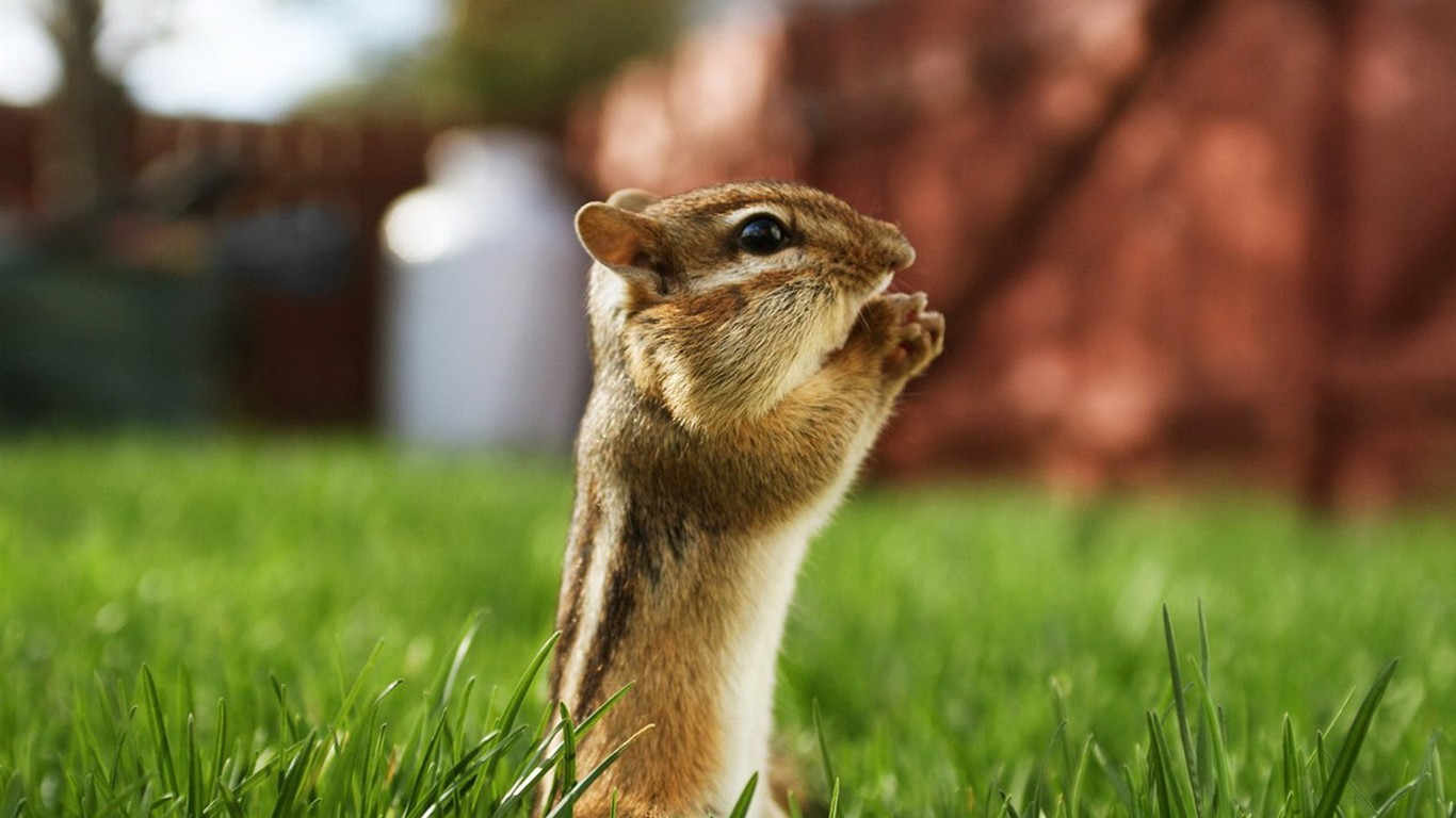 Cute Chipmunk Tapete #1 - 1366x768