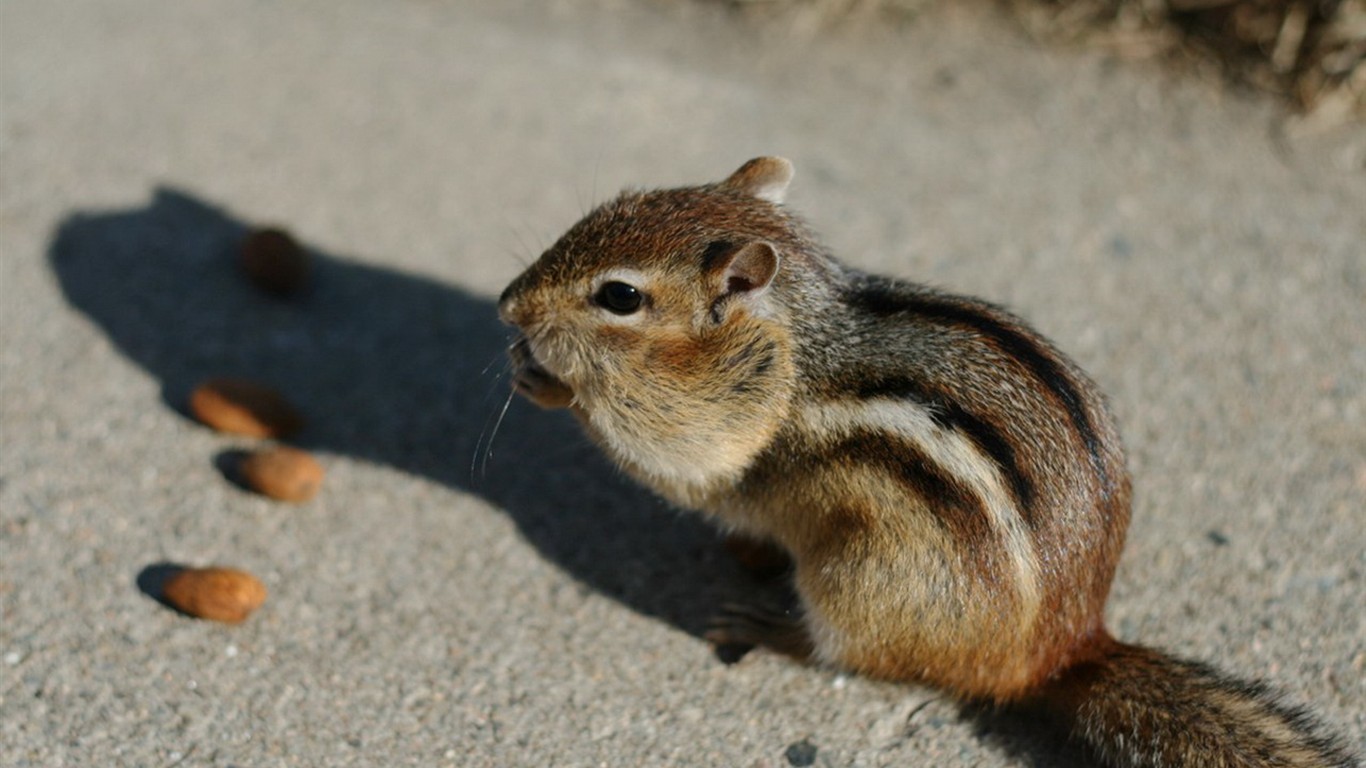 Cute Chipmunk Tapete #2 - 1366x768