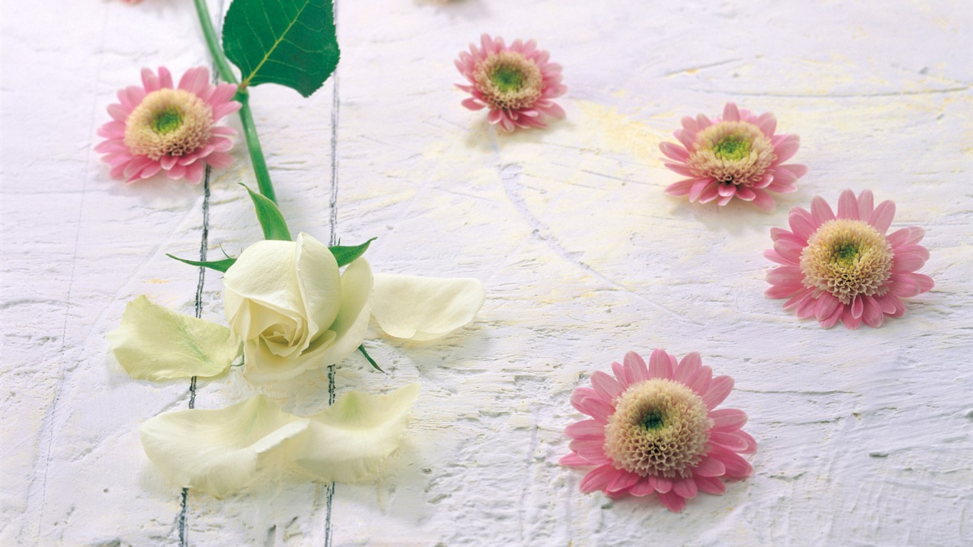 Indoor flower wallpaper (1) #8 - 1366x768