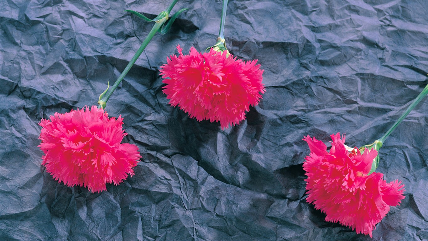 Fond d'écran de fleurs d'intérieur (1) #17 - 1366x768