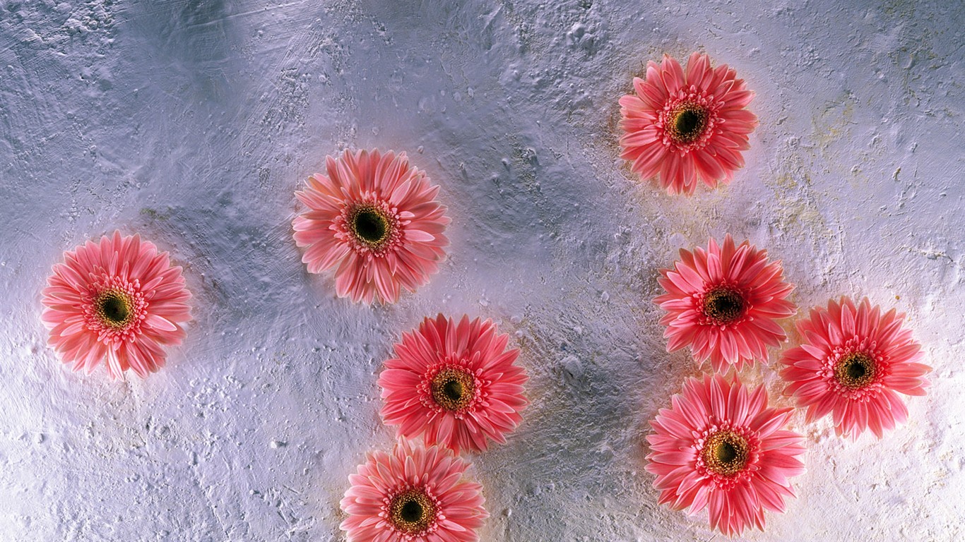 Indoor flower wallpaper (1) #25 - 1366x768