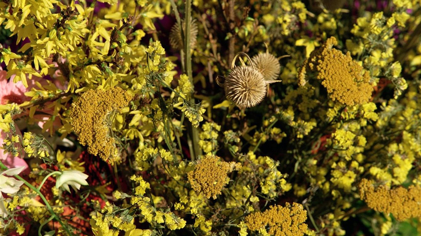 Indoor flower wallpaper (2) #12 - 1366x768