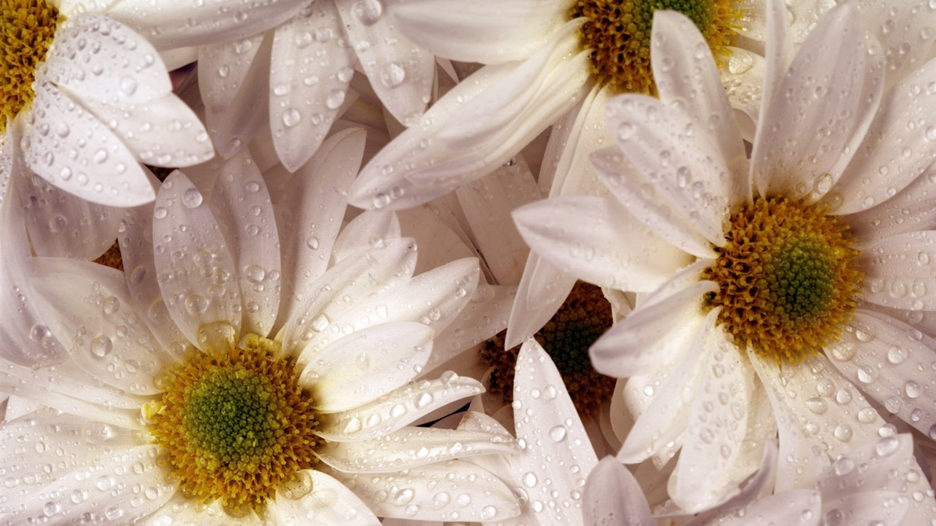 Fond d'écran de fleurs d'intérieur (2) #26 - 1366x768