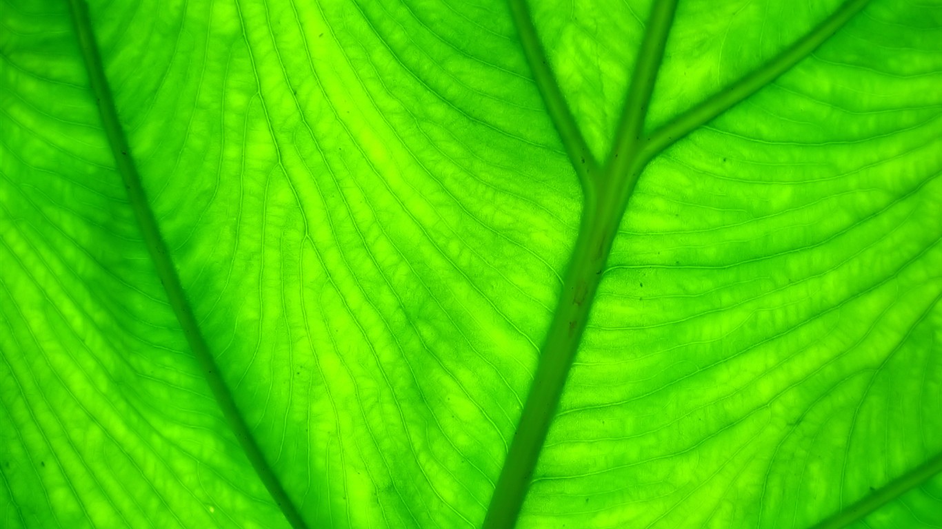  Vistaの植物の壁紙(7) #29 - 1366x768