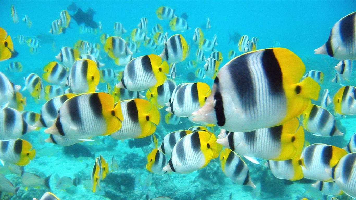 Marine Life Wallpaper Selection (1) #11 - 1366x768