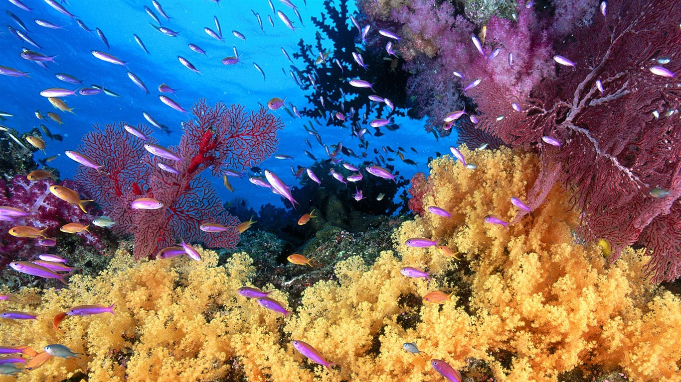 Marine Life Wallpaper Selection (1) #20 - 1366x768