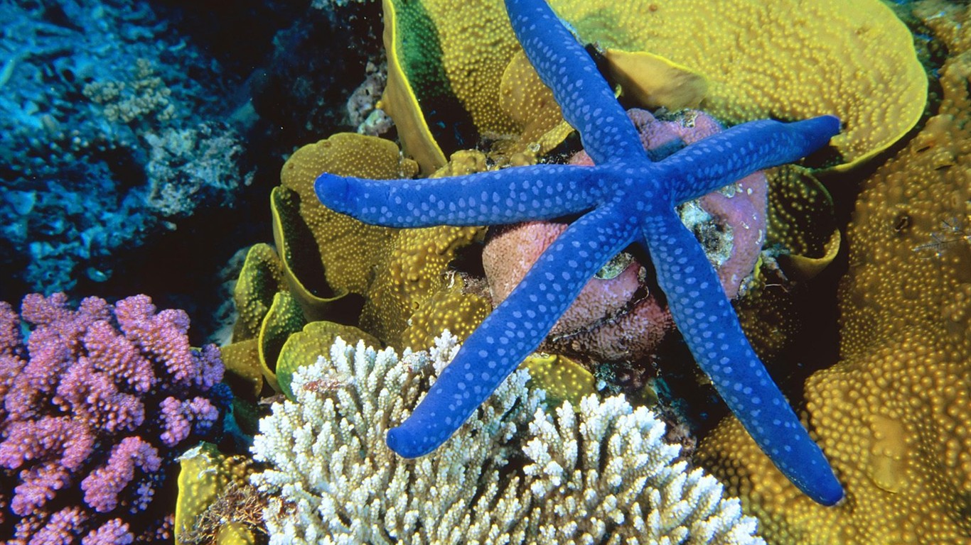 Marine Life Wallpaper Selection (2) #2 - 1366x768