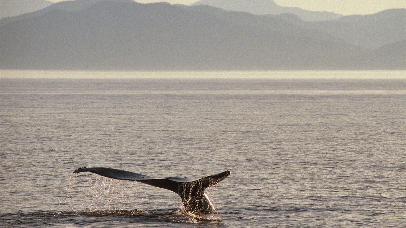 海洋生物壁纸精选(二)30 - 1366x768