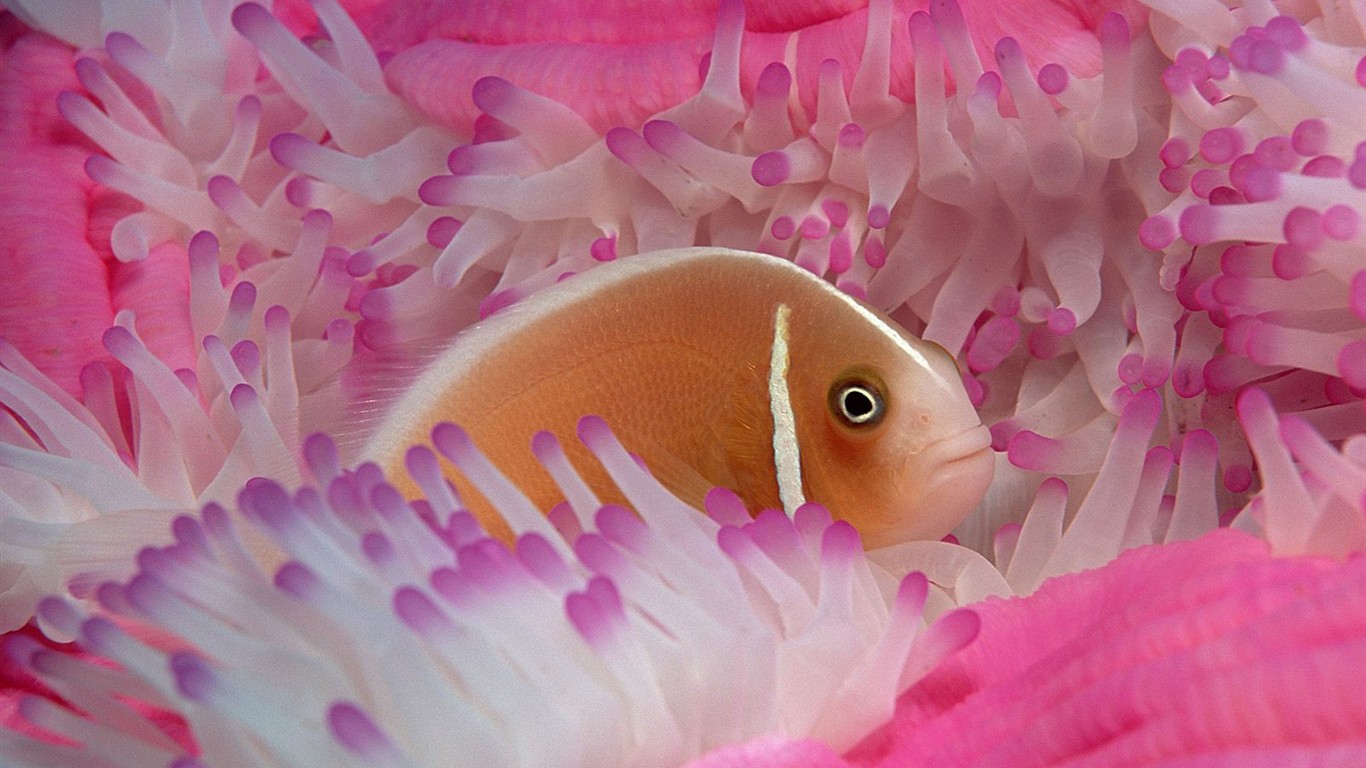 Marine Life Wallpaper-Auswahl (3) #10 - 1366x768