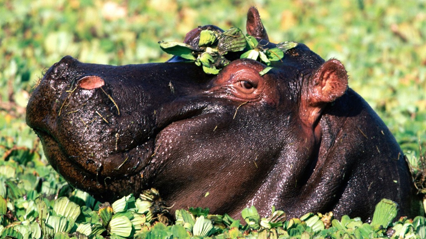 Hippo Foto Wallpaper #6 - 1366x768