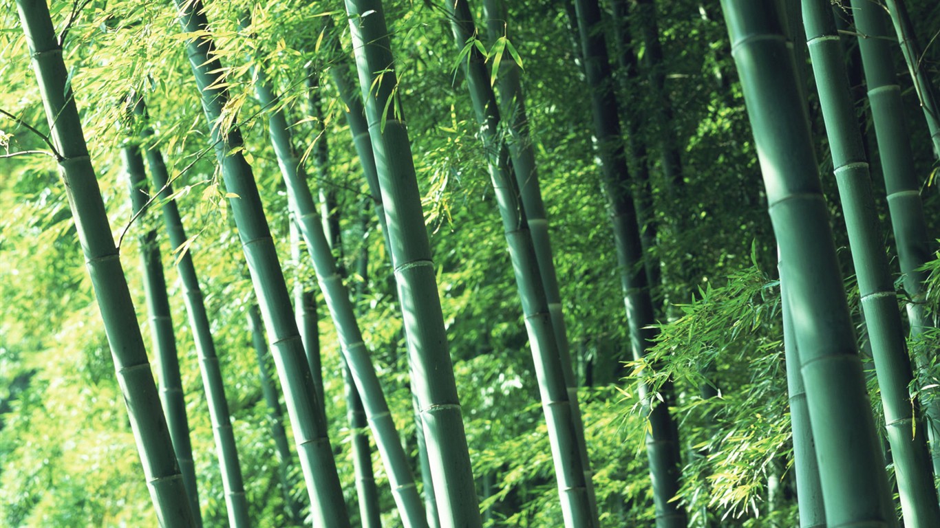 Papel tapiz verde de bambú #2 - 1366x768