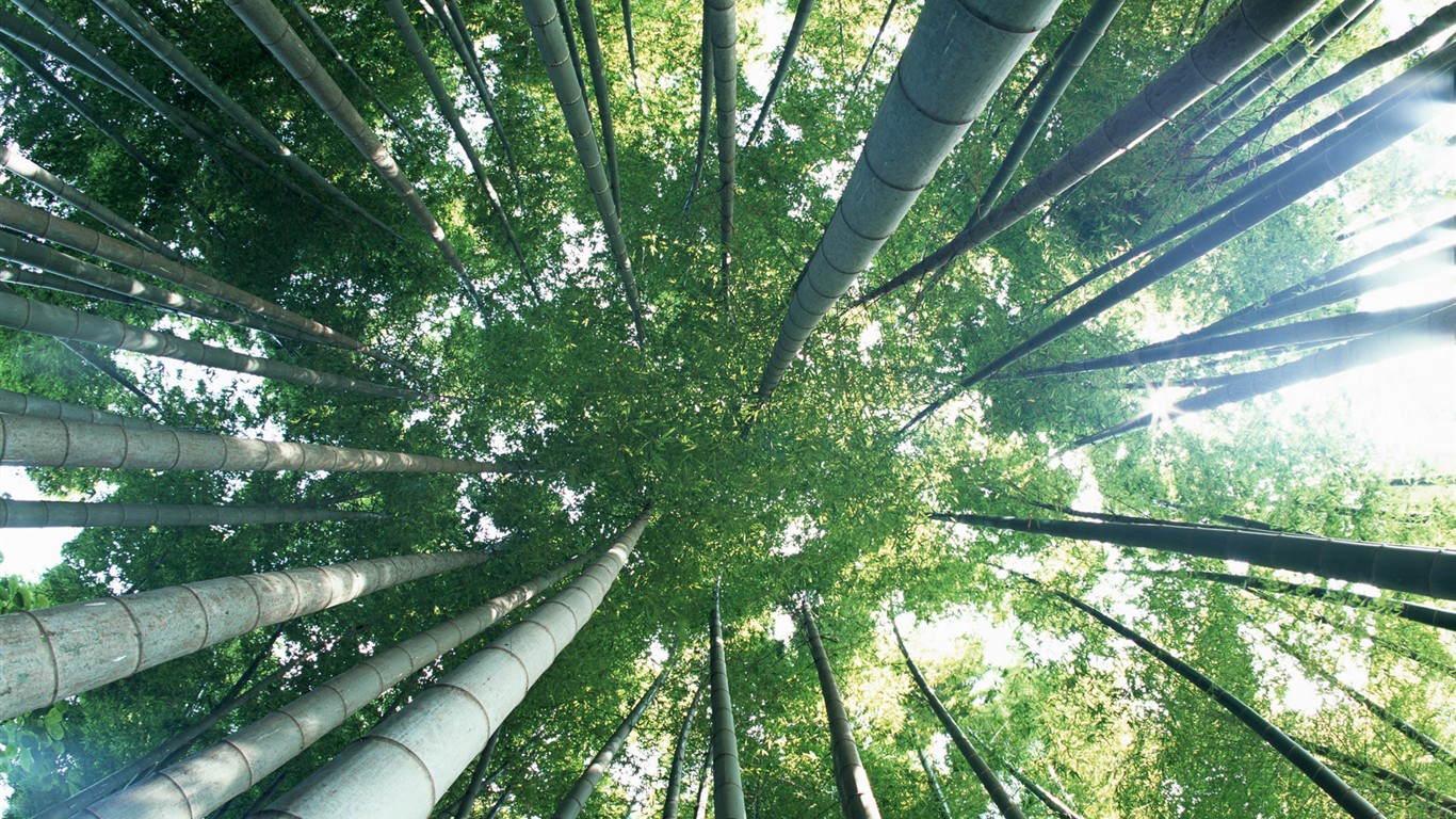 Papel tapiz verde de bambú #7 - 1366x768