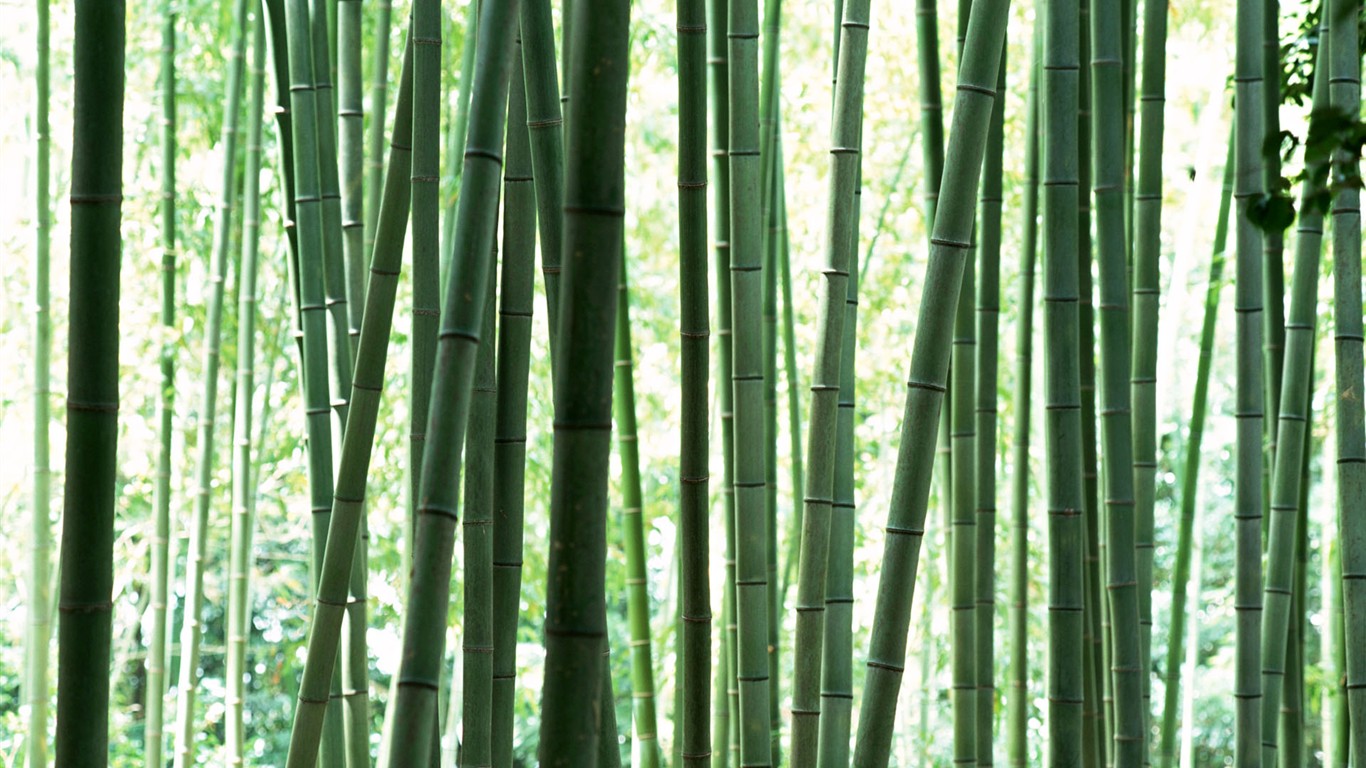 Zelená bambusové tapety #12 - 1366x768