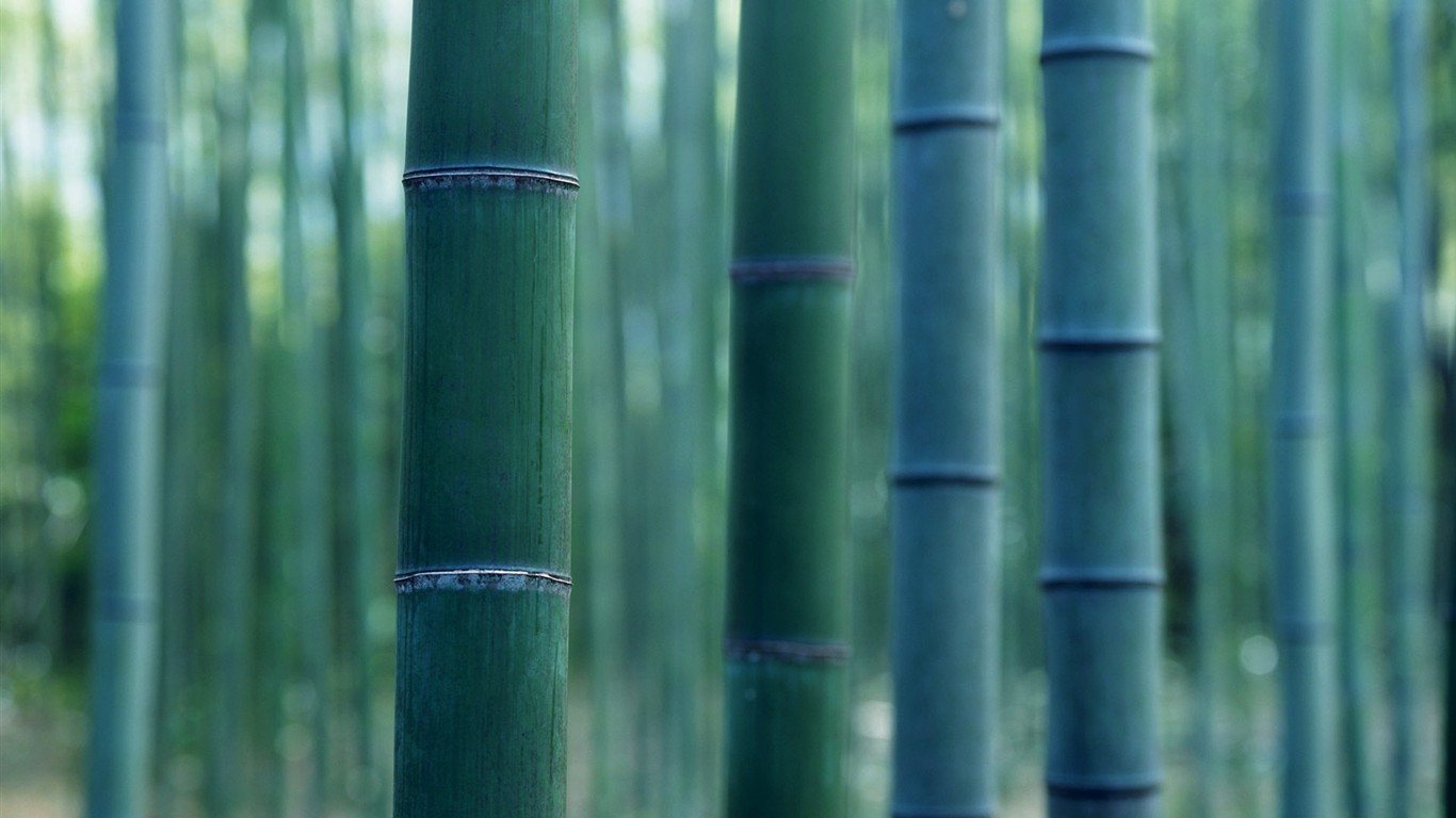Зеленый бамбук обои #15 - 1366x768