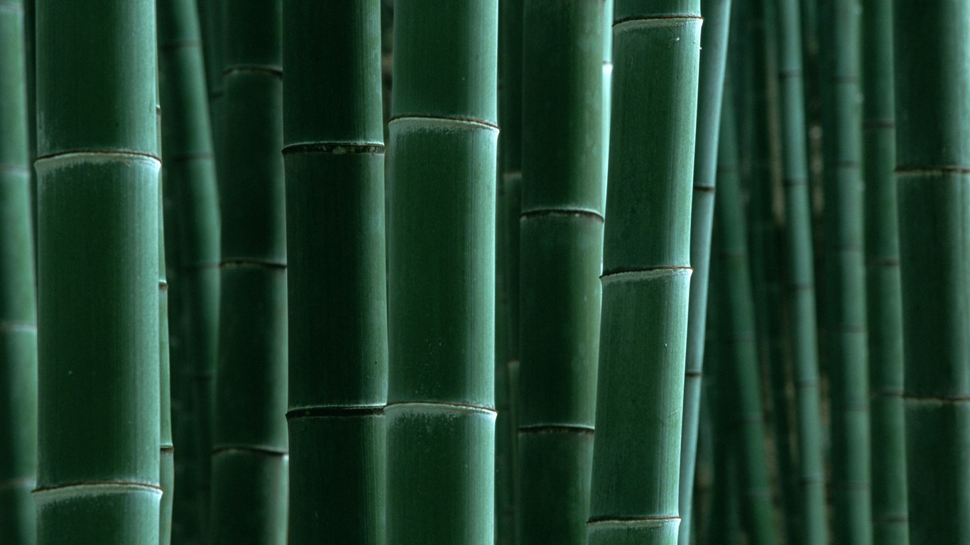 グリーン竹の壁紙 #16 - 1366x768