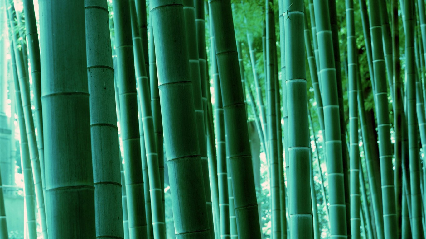 Papel tapiz verde de bambú #17 - 1366x768
