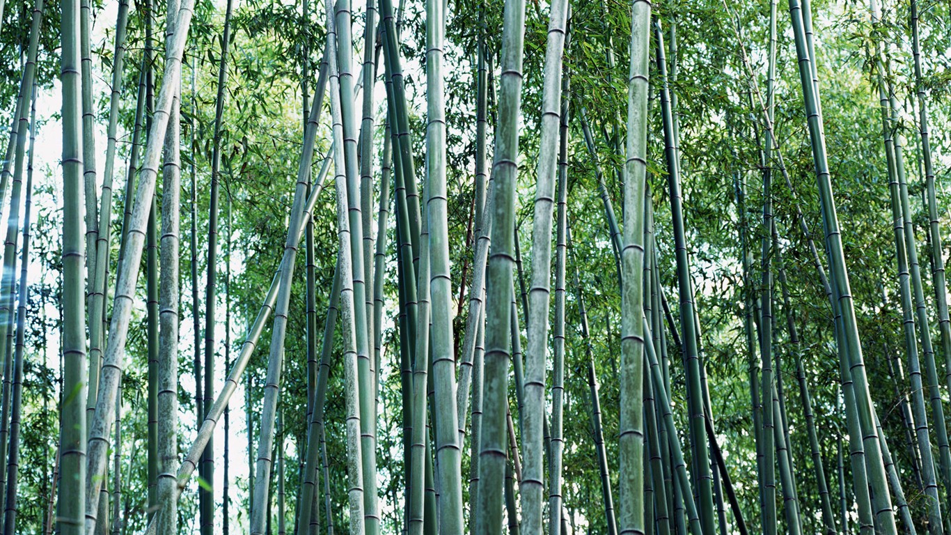 Papel tapiz verde de bambú #18 - 1366x768