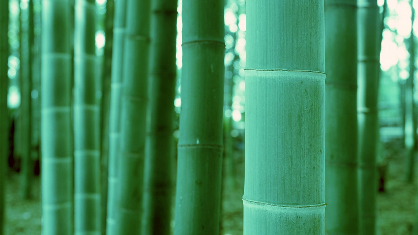 Papel tapiz verde de bambú #20 - 1366x768
