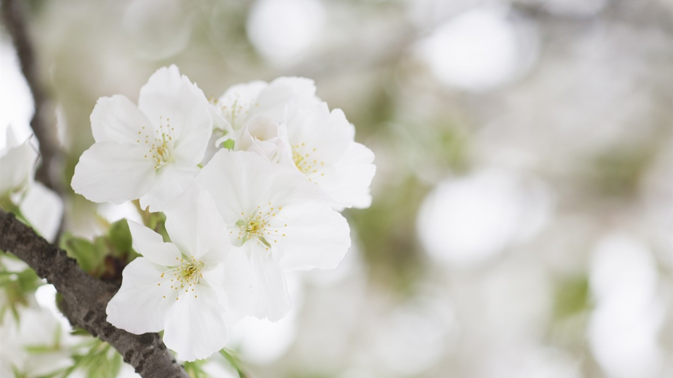 Soft Focus Flower Wallpaper #12 - 1366x768