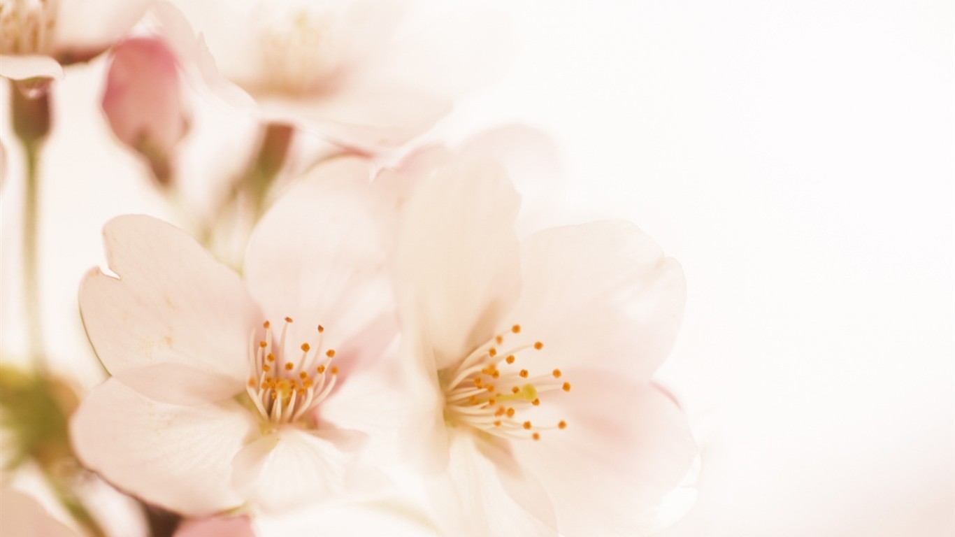 Soft Focus květina Tapeta #15 - 1366x768