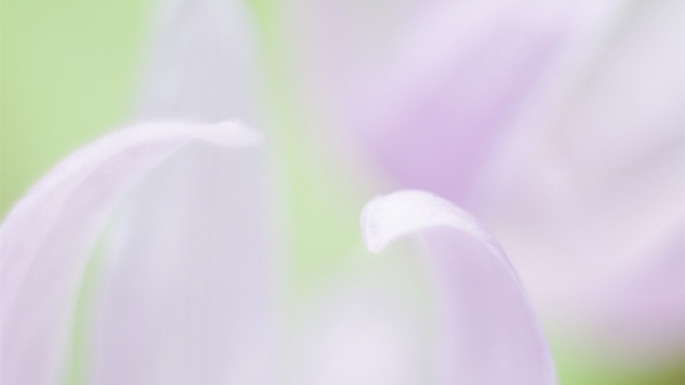 Soft Focus Flower Wallpaper #19 - 1366x768
