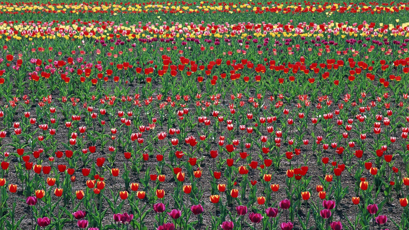 Tulip HD Wallpapers Album #18 - 1366x768