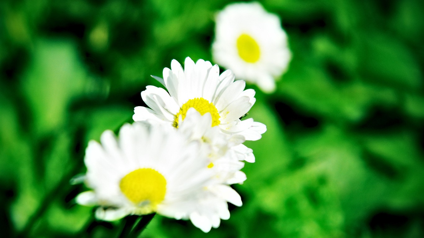 Flower wallpaper high definition #19 - 1366x768