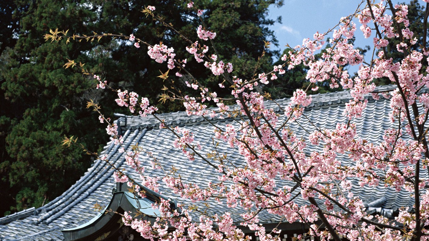 日本京都风景壁纸14 - 1366x768