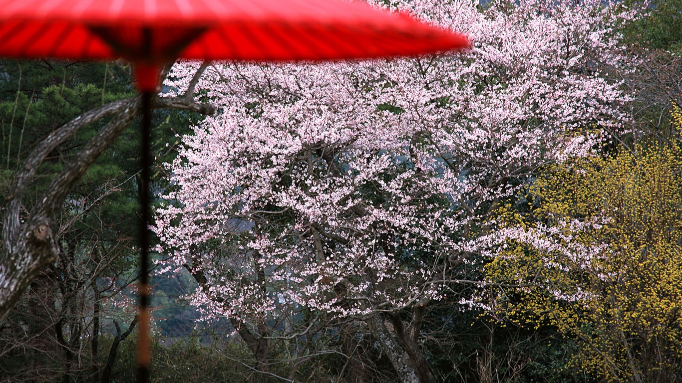 京都、日本、風景壁紙 #16 - 1366x768