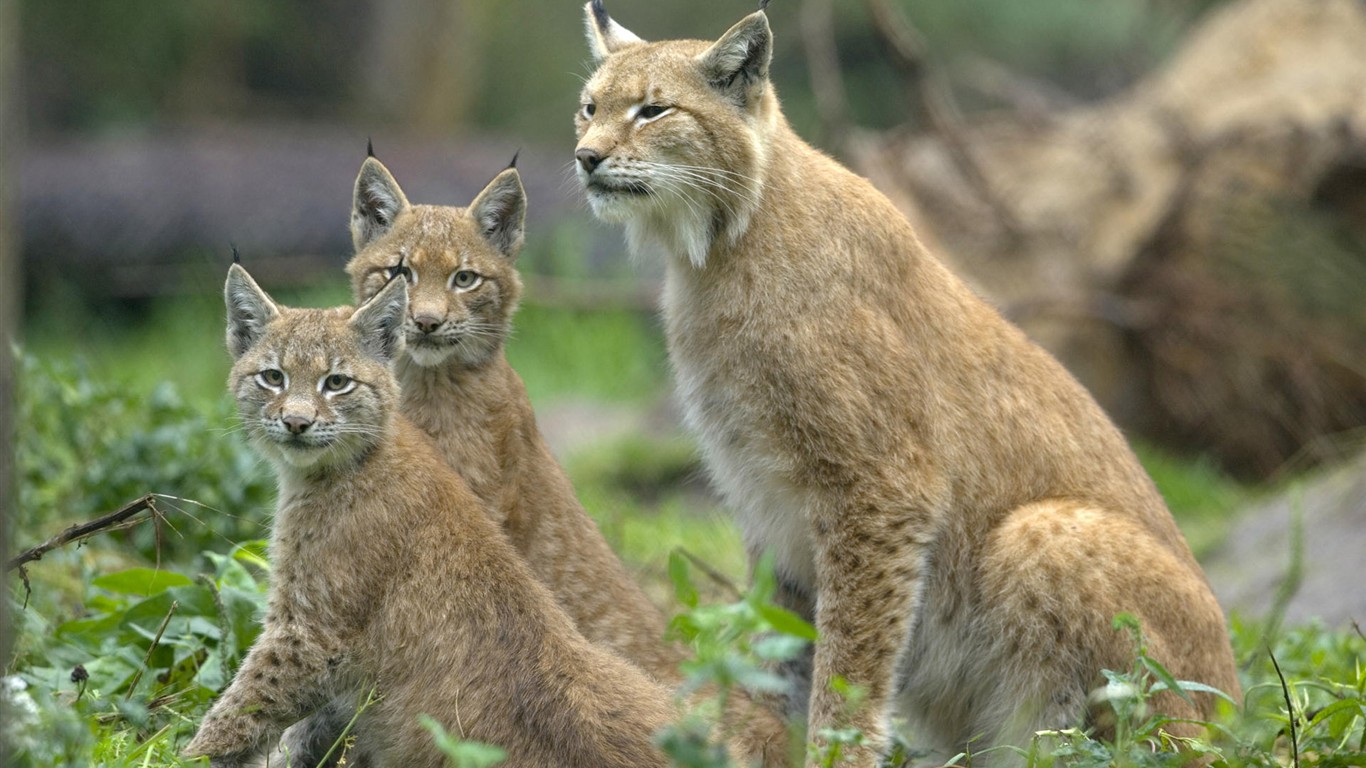 HD Fondos de Animales Colección (1) #2 - 1366x768