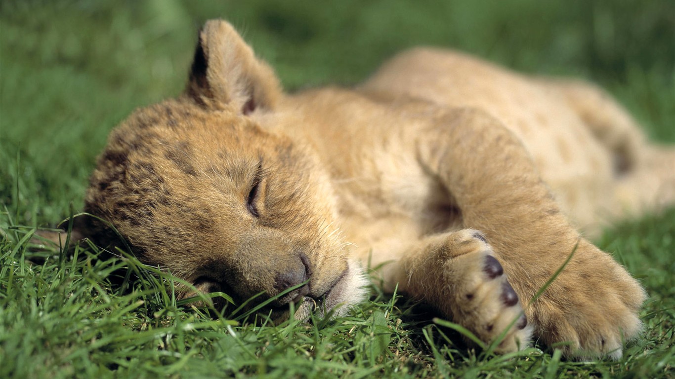 HD Fondos de Animales Colección (1) #4 - 1366x768