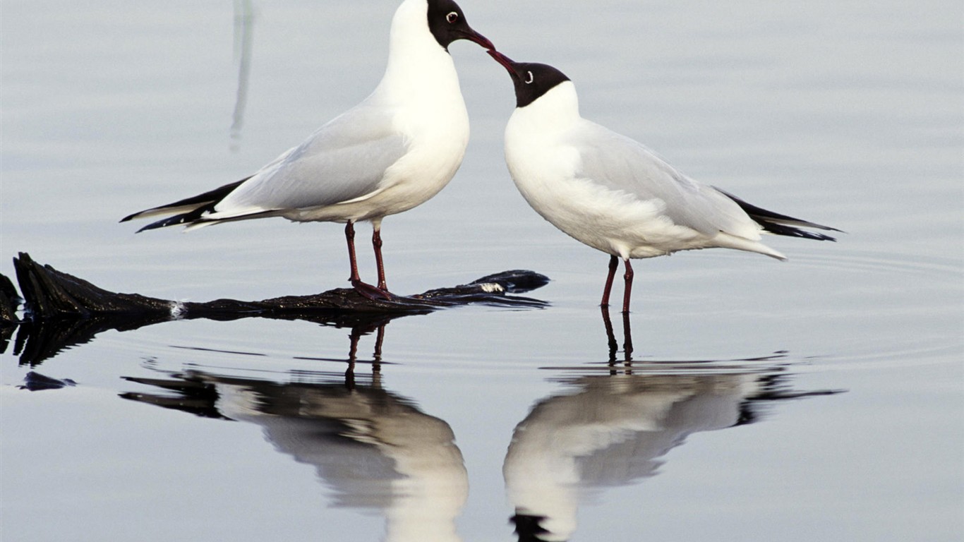 Fonds d'écran HD Photo Oiseaux #3 - 1366x768