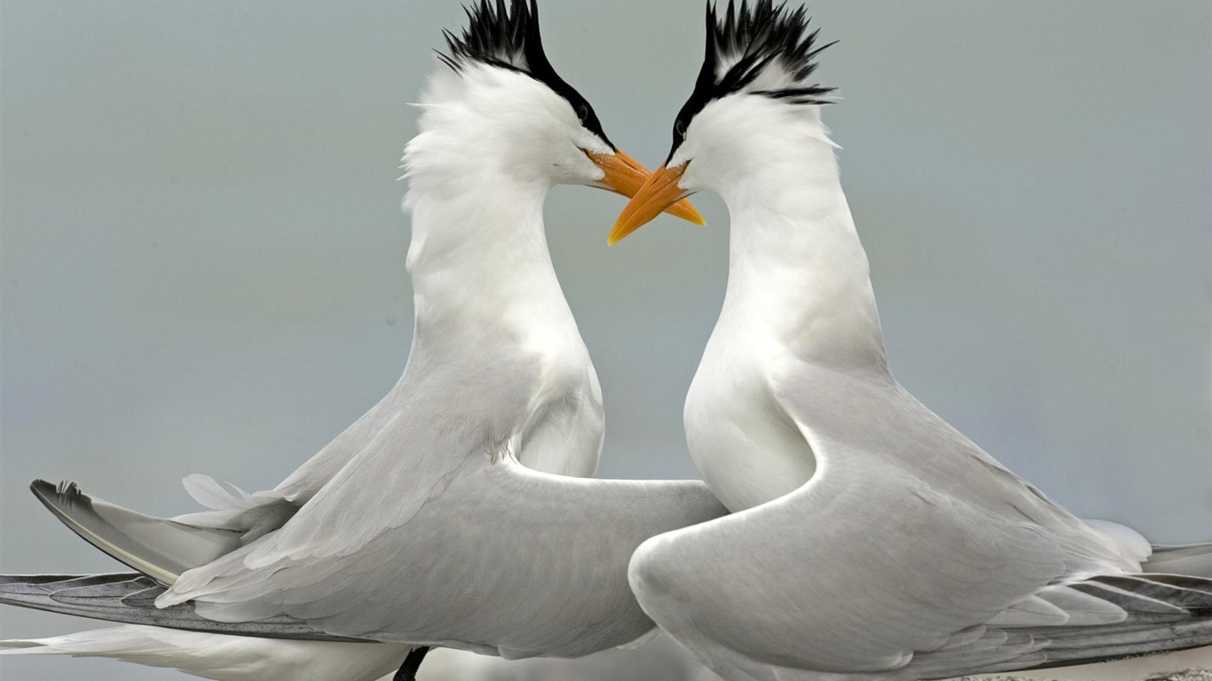 Fonds d'écran HD Photo Oiseaux #4 - 1366x768