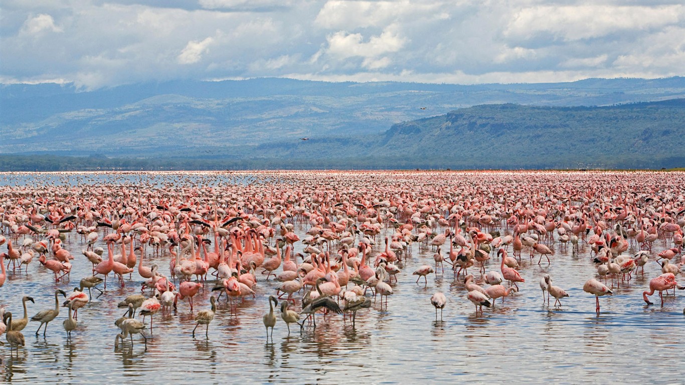 HD Fondos de Aves de fotos #5 - 1366x768