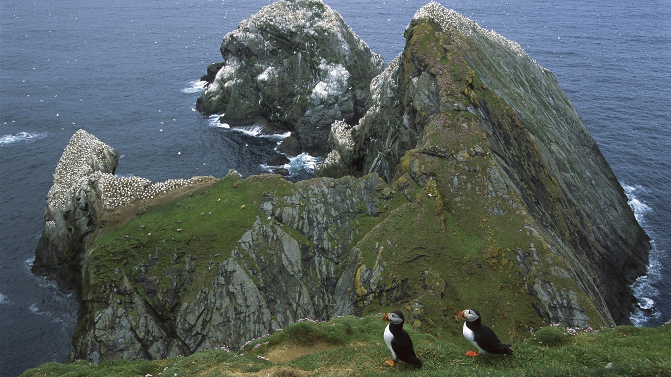 Fonds d'écran HD Photo Oiseaux #6 - 1366x768