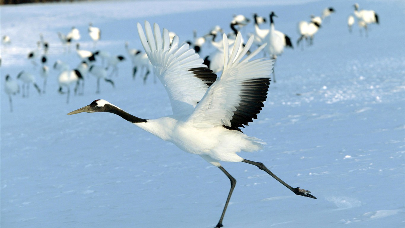 Fonds d'écran HD Photo Oiseaux #8 - 1366x768