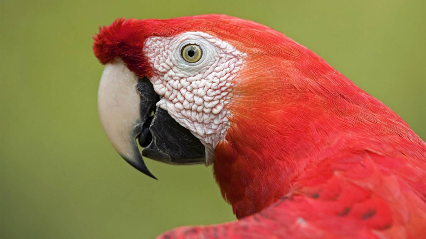 Fonds d'écran HD Photo Oiseaux #11 - 1366x768